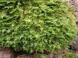 Attēlu rezultāti vaicājumam “Neckera crispa”