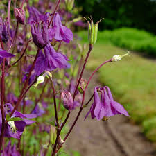 Image result for Akelei