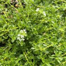 Attēlu rezultāti vaicājumam “Thymus serpyllum leaf”