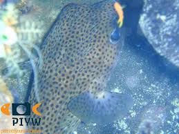 Image result for Diodon hystrix