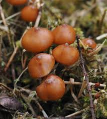 Attēlu rezultāti vaicājumam “Psilocybe sp.”