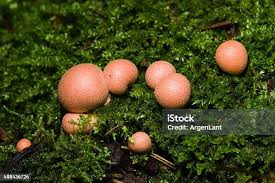 Attēlu rezultāti vaicājumam “Lycogala cf. fossiculatum macro”