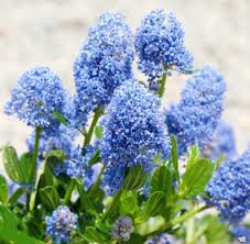 Attēlu rezultāti vaicājumam “Syringa vulgaris”