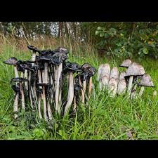Attēlu rezultāti vaicājumam “Coprinus comatus”