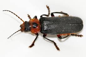 Attēlu rezultāti vaicājumam “Cantharis rustica”