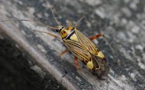 Attēlu rezultāti vaicājumam “Rhabdomiris striatellus”