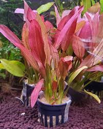 Attēlu rezultāti vaicājumam “Leptodictyum riparium sporophyte”