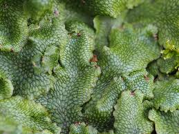 Attēlu rezultāti vaicājumam “Conocephalum salebrosum sporophyte”