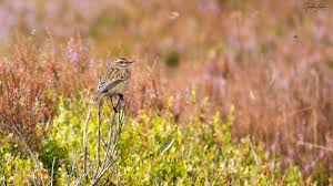 Attēlu rezultāti vaicājumam “Saxicola rubetra juvenile”