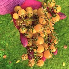 Afbeeldingsresultaat voor broad ripple yellow currant tomato