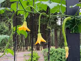 Image result for tromboncino