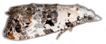 Attēlu rezultāti vaicājumam “Aethes margaritana”