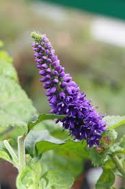 Attēlu rezultāti vaicājumam “Veronica longifolia leaf”
