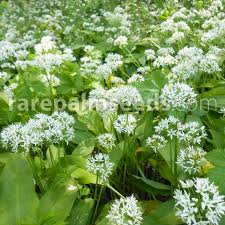 Attēlu rezultāti vaicājumam “Allium ursinum”