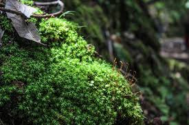 Attēlu rezultāti vaicājumam “Acrocarpous mosses”