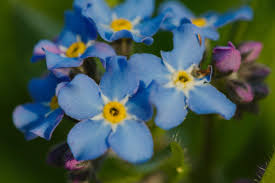 Attēlu rezultāti vaicājumam “Myosotis sylvatica flower”