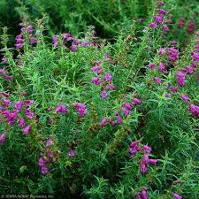 Image result for Penstemon