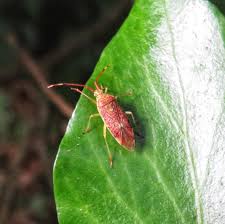 Attēlu rezultāti vaicājumam “Pantilius tunicatus”