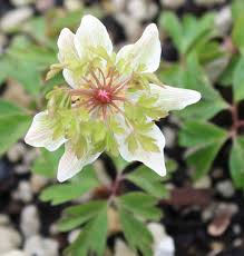 Attēlu rezultāti vaicājumam “Anemone nemorosa bud”