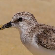 Image result for Calidris ruficollis