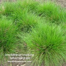 Attēlu rezultāti vaicājumam “Carex cespitosa”