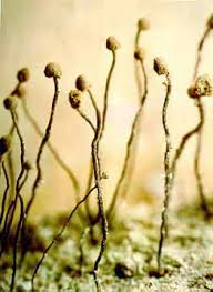 Attēlu rezultāti vaicājumam “Sclerophora coniophaea”