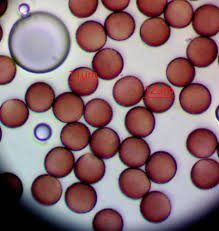 Attēlu rezultāti vaicājumam “Stemonitopsis hyperopta var. landewaldii stalked”