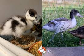 Attēlu rezultāti vaicājumam “Tadorna tadorna juvenile”