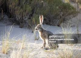 Attēlu rezultāti vaicājumam “Lepus sp.”