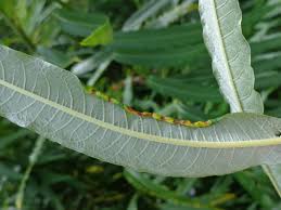 Attēlu rezultāti vaicājumam “Rabdophaga salicis”