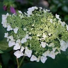 Attēlu rezultāti vaicājumam “Hydrangea arborescens”