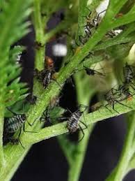 Attēlu rezultāti vaicājumam “Macrosiphoniella millefolii”