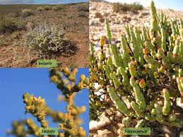 Attēlu rezultāti vaicājumam “Chenopodiaceae”