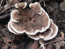 Attēlu rezultāti vaicājumam “Phellodon melaleucus”