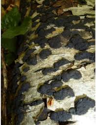 Attēlu rezultāti vaicājumam “Hypoxylon multiforme”