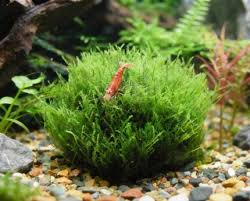 Attēlu rezultāti vaicājumam “Amblystegium serpens sporophyte”