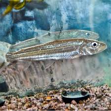 Image result for Goliath Tigerfish