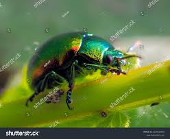 Attēlu rezultāti vaicājumam “Cryptocephalus aureolus, Cryptocephalus sericeus”