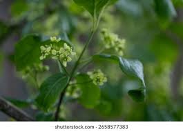 Attēlu rezultāti vaicājumam “Euonymus europaeus flower”