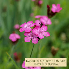 Image result for Dianthus carthusianorum