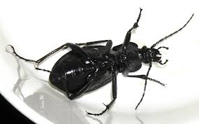 Attēlu rezultāti vaicājumam “Carabus hortensis”