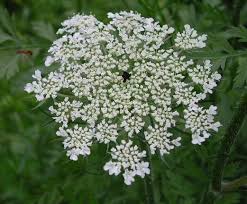 Attēlu rezultāti vaicājumam “Daucus carota subsp. carota flower”