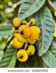 Attēlu rezultāti vaicājumam “Torilis japonica fruit”