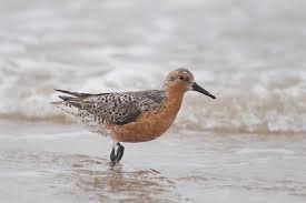 Attēlu rezultāti vaicājumam “Calidris canutus”