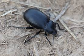 Attēlu rezultāti vaicājumam “Blaps mortisaga”