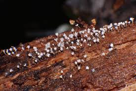 Attēlu rezultāti vaicājumam “Didymium bahiense macro”