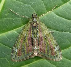 Attēlu rezultāti vaicājumam “Chloroclysta siterata”