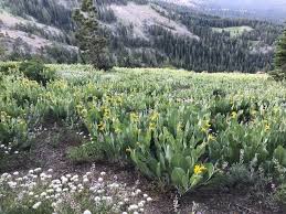 Attēlu rezultāti vaicājumam “Mollisia uda”