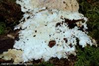 Attēlu rezultāti vaicājumam “Porotheleum fimbriatum”