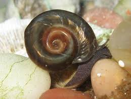 Attēlu rezultāti vaicājumam “Planorbidae”